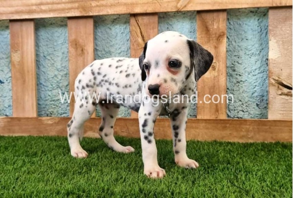 --dalmation-158_5