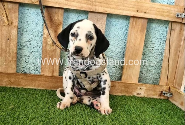 --dalmation-160_1