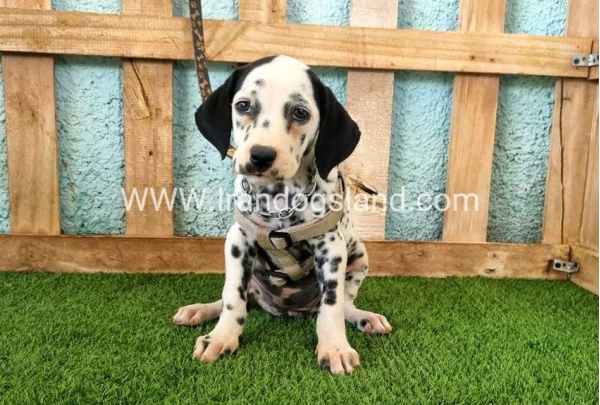 --dalmation-160_2