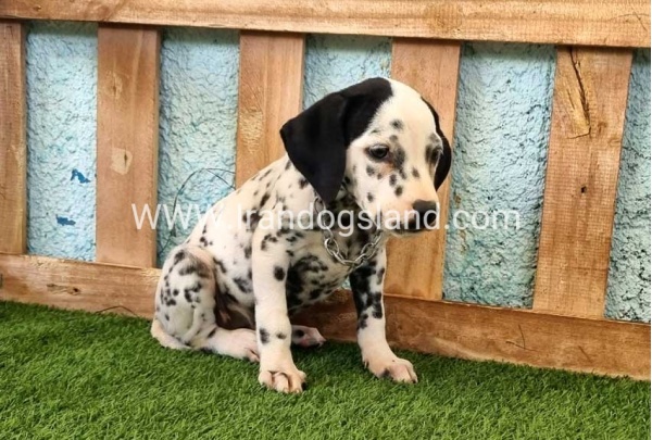 --dalmation-160_3