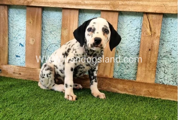 --dalmation-160_4