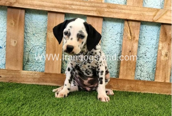 --dalmation-160_5