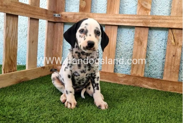 --dalmation-160_6