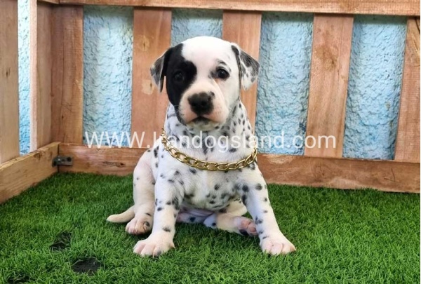 --dalmation-161_1