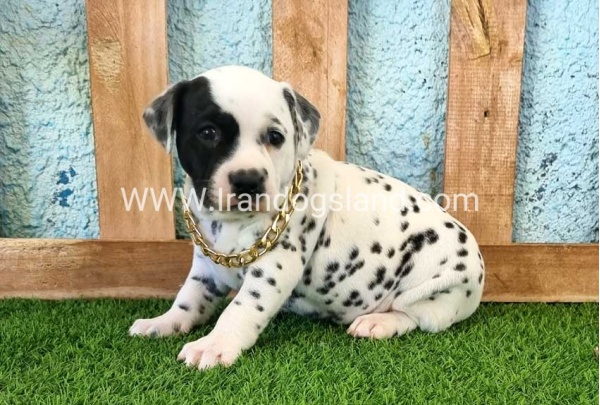 --dalmation-161_2