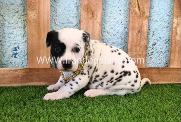 --dalmation-161_4
