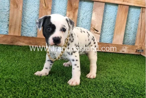 --dalmation-161_6