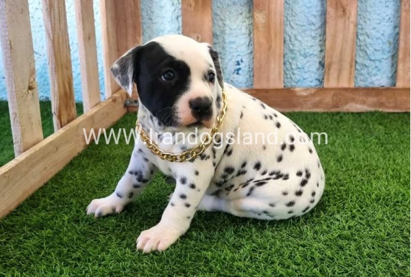 --dalmation-161_9