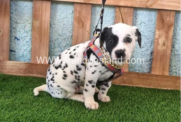 --dalmation-162_1