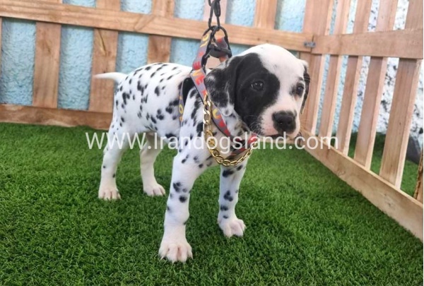 --dalmation-162_2
