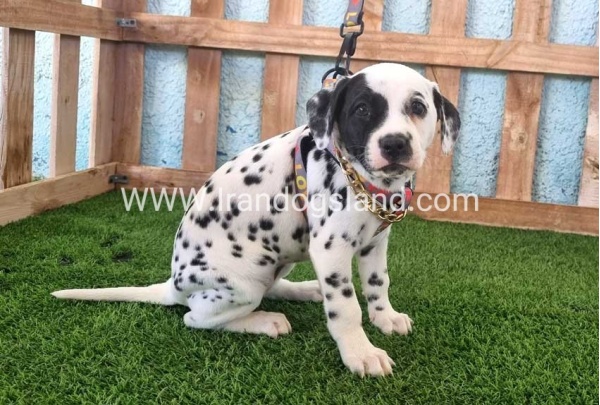 --dalmation-162_3