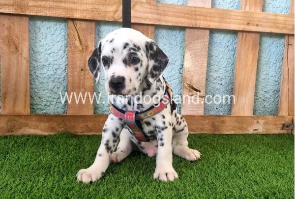--dalmation-163_1