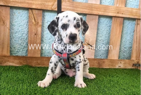 --dalmation-163_2