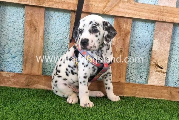 --dalmation-163_3