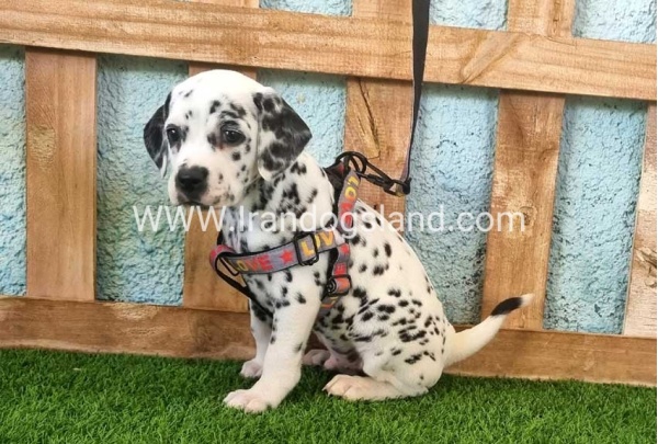 --dalmation-163_4
