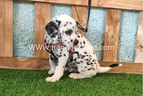 --dalmation-163_5