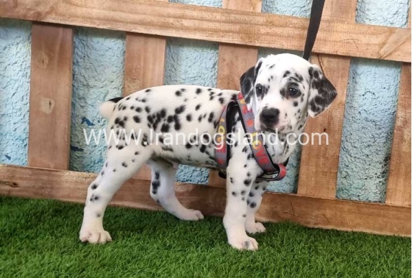 --dalmation-163_6