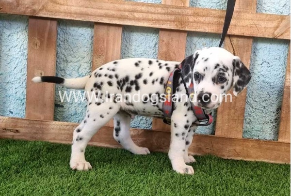 --dalmation-163_7