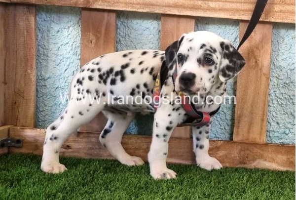 --dalmation-163_8