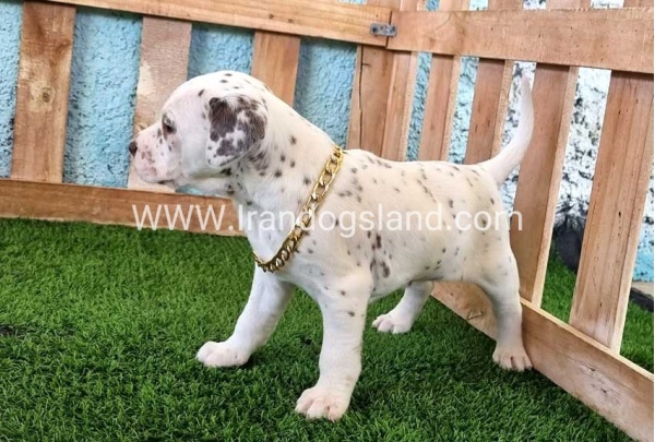 --dalmation-164_10