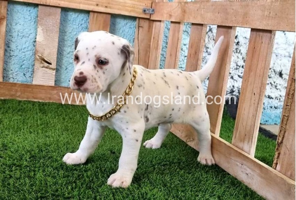 --dalmation-164_11