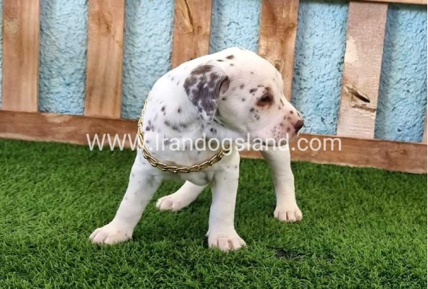 --dalmation-164_2