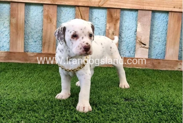 --dalmation-164_5