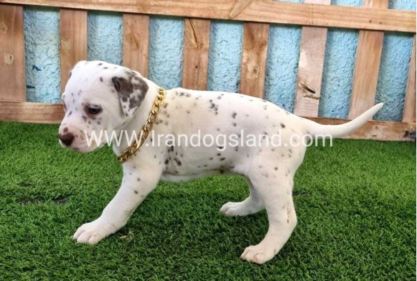 --dalmation-164_6