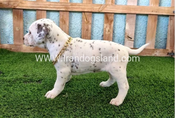 --dalmation-164_7