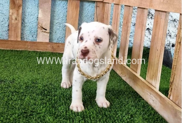 --dalmation-164_8