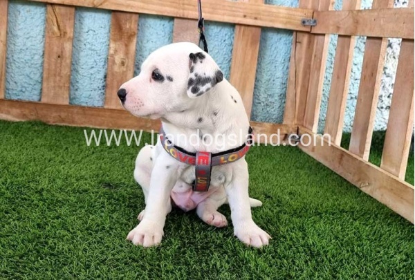 --dalmation-165_3