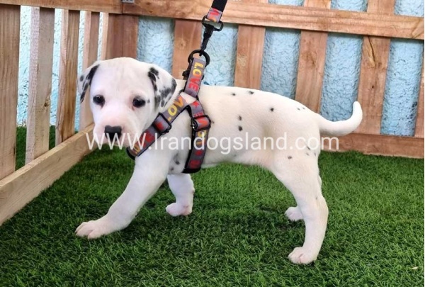 --dalmation-165_4