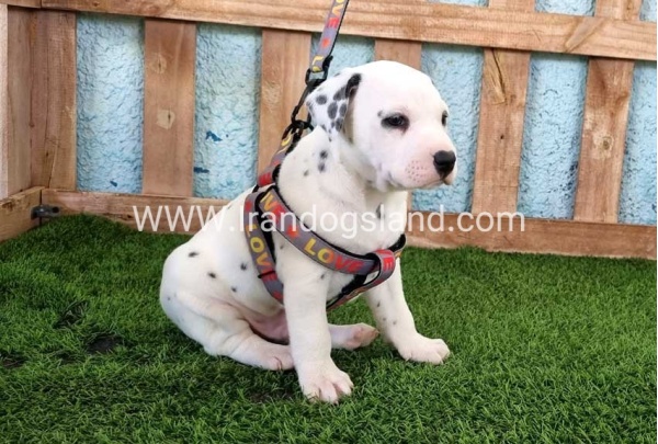 --dalmation-165_5