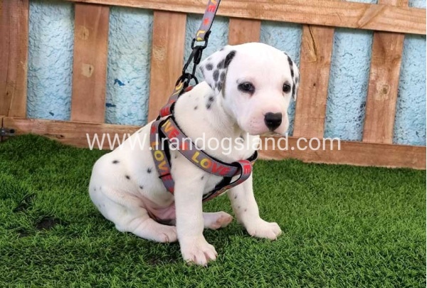 --dalmation-165_6