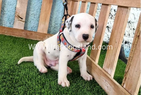 --dalmation-165_8