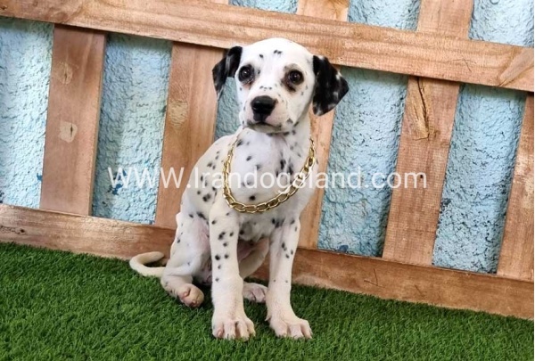 --dalmation-168_1