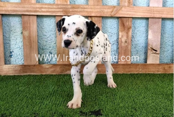 --dalmation-168_2