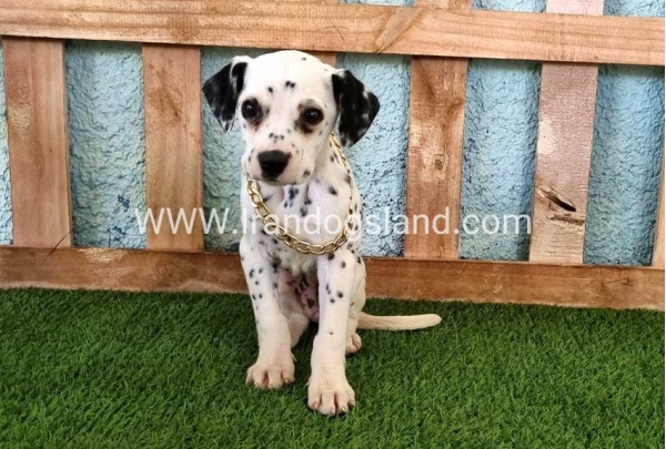 --dalmation-168_3