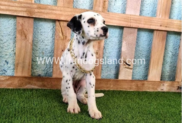 --dalmation-168_4