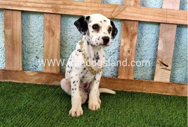 --dalmation-168_5