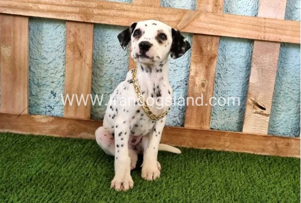 --dalmation-168_6