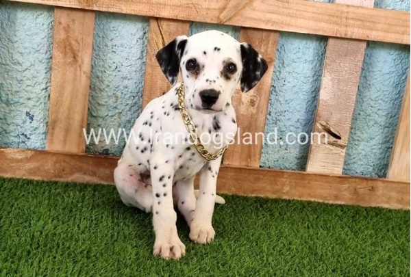 --dalmation-168_7