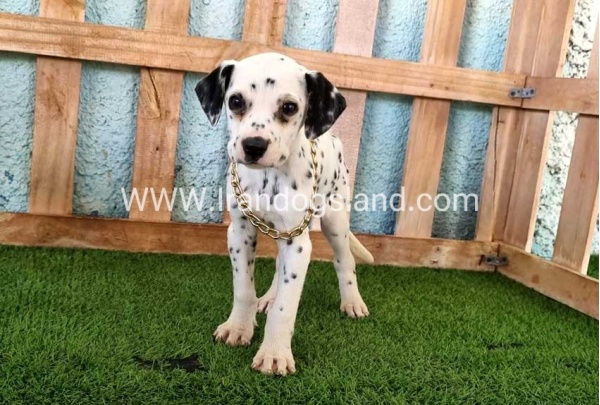 --dalmation-168_8
