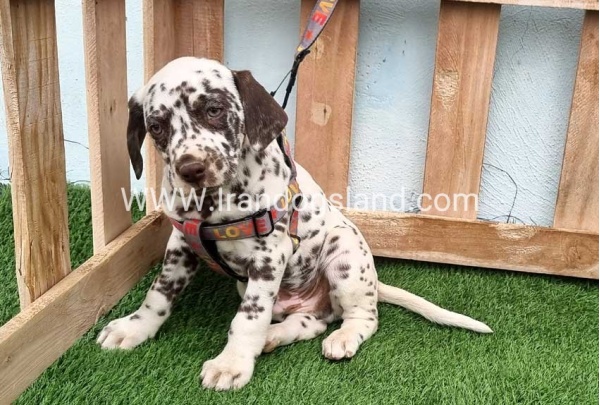 --dalmation-177_1