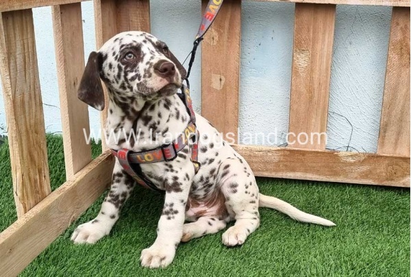--dalmation-177_10