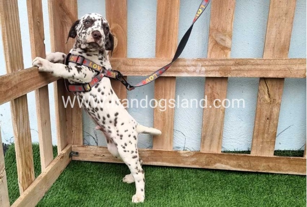 --dalmation-177_2