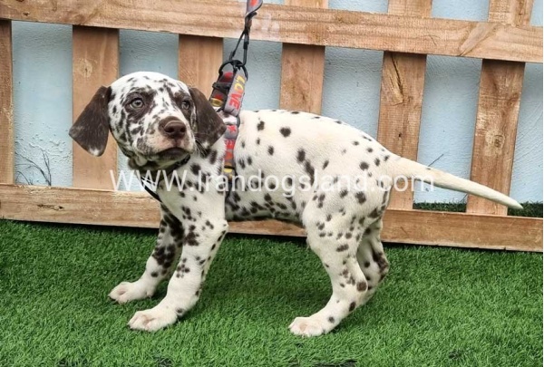 --dalmation-177_3