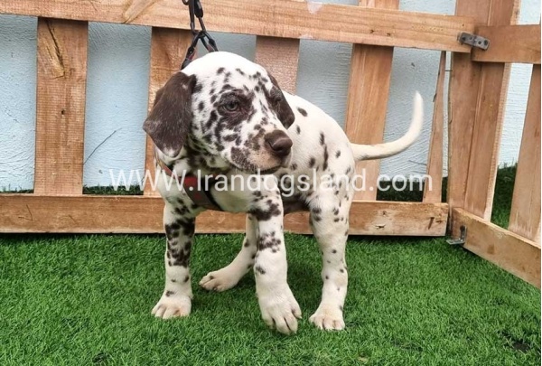 --dalmation-177_4