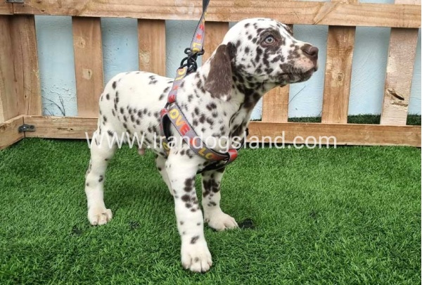 --dalmation-177_5