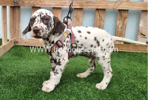 --dalmation-177_6